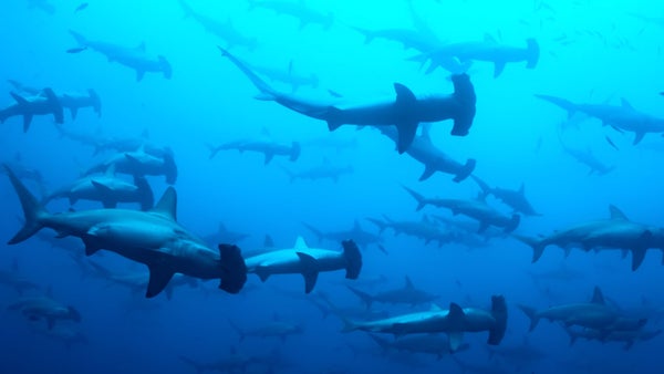 Paul Nicklen & Cristina Mittermeier Behind The Shot