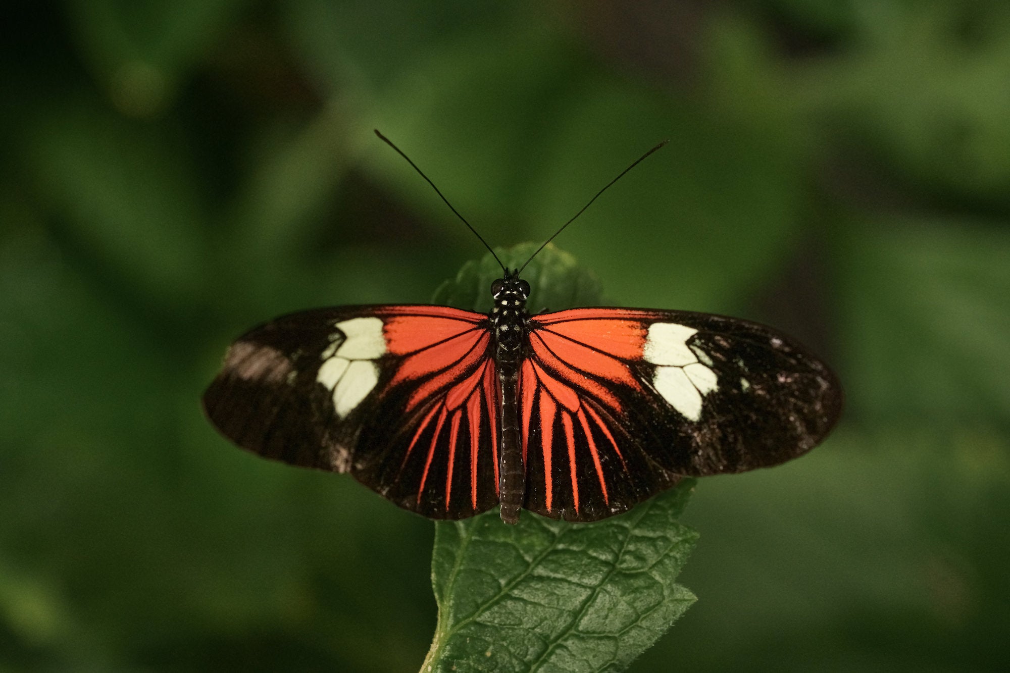 Photo by Caroline Jensen. Sony Alpha 7R V. Sony 90mm f/2.8 Macro G. 1/640-sec., f/5.6, ISO 3200
