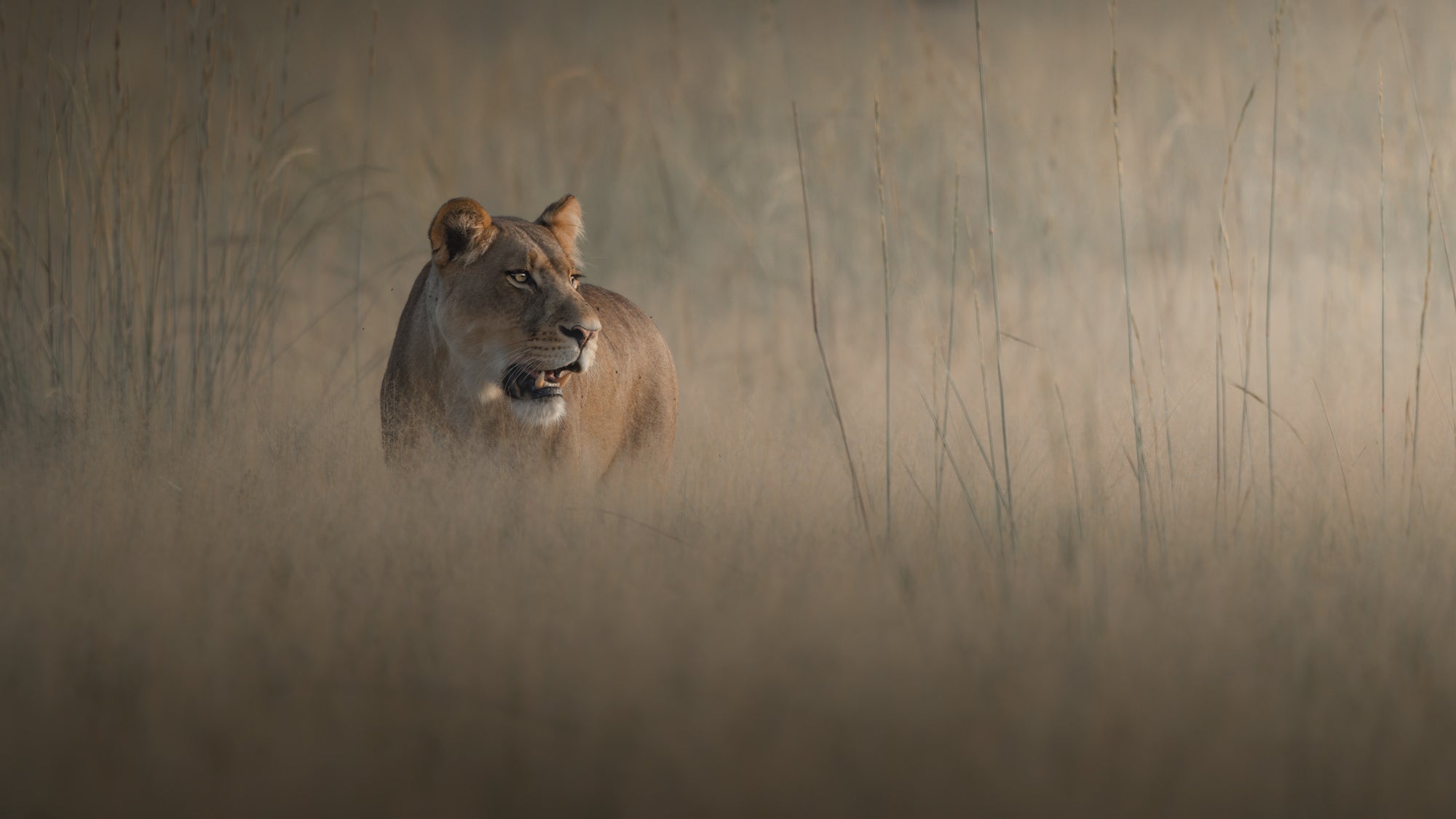 Photo by Andrew Macdonald. Sony Alpha 1. Sony 200-600mm f/5.6-6.3 G.