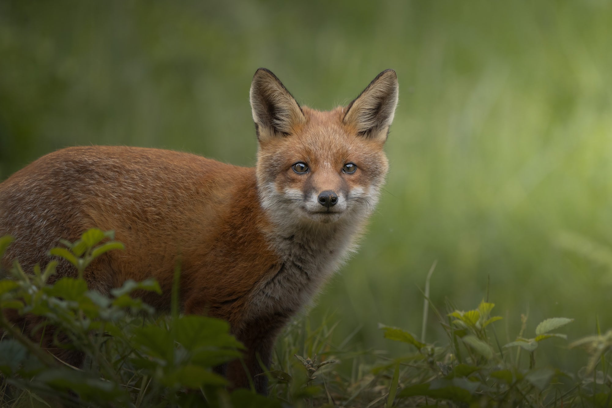 Photo by Andrew Macdonald. Sony Alpha 1. Sony 200-600mm f/5.6-6.3 G.