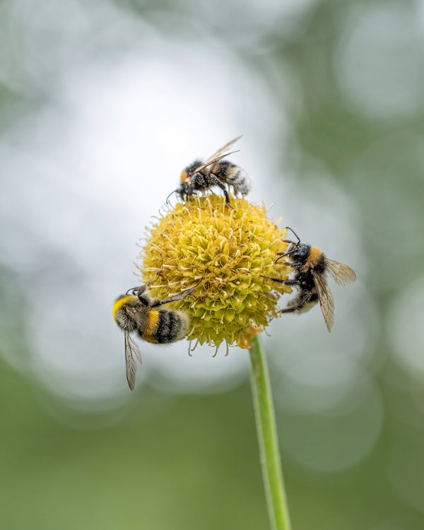 Photo by Kyle van Bavel. Sony Alpha 7R V. Sony 90mm f/2.8 Macro G. 1/400-sec., f/3, ISO 100