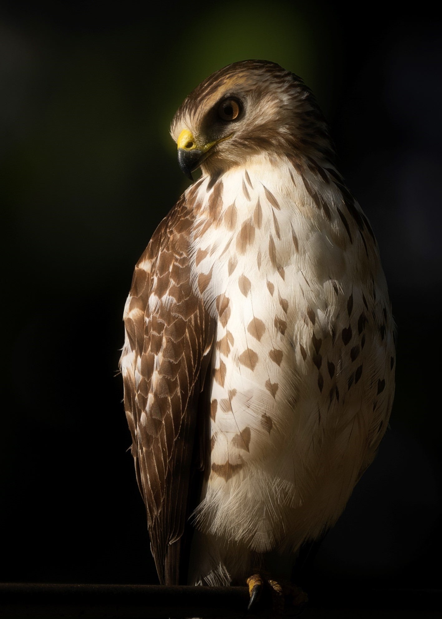 “A Hawk takes a moment to rest its soaring spirit in Costa.” Photo by Raj Bose. Sony Alpha 1, Sony 200-600mm f/5.6-6.3 G. 1/800-sec., f/6.3, ISO 100