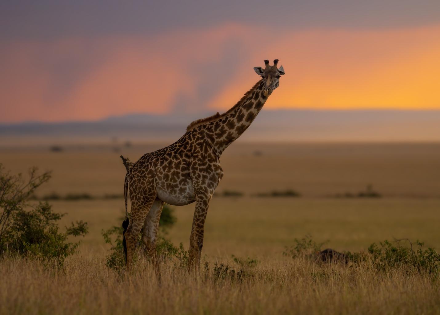 Photo by Venki Ramasubramoni. Sony Alpha 1. Sony 70-200mm f/2.8 G Master II. 1/2000-sec., f/2.8, ISO 500